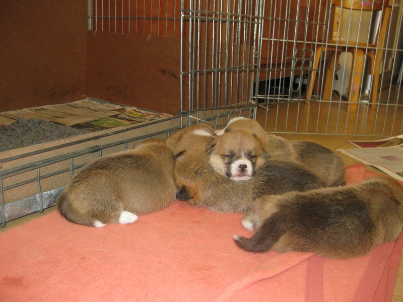 Puppies